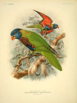 Слика од Trichoglossus rosenbergii Schlegel 1871