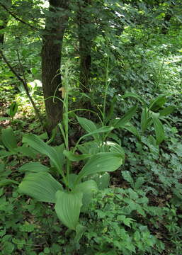 Image of false hellebore