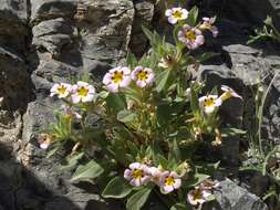 Image of bush monkeyflower