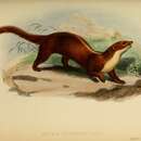 Image of Back-striped Weasel