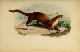 Image of Back-striped Weasel