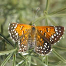 Image of Lange's metalmark butterfly