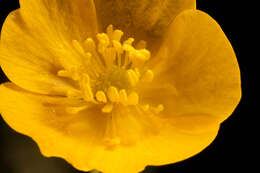 Image of common buttercup