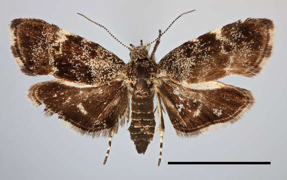 Image of Anthophila