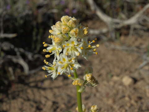 Image of foothill deathcamas