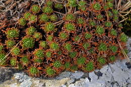 Image of Saxifraga moncayensis D. A. Webb