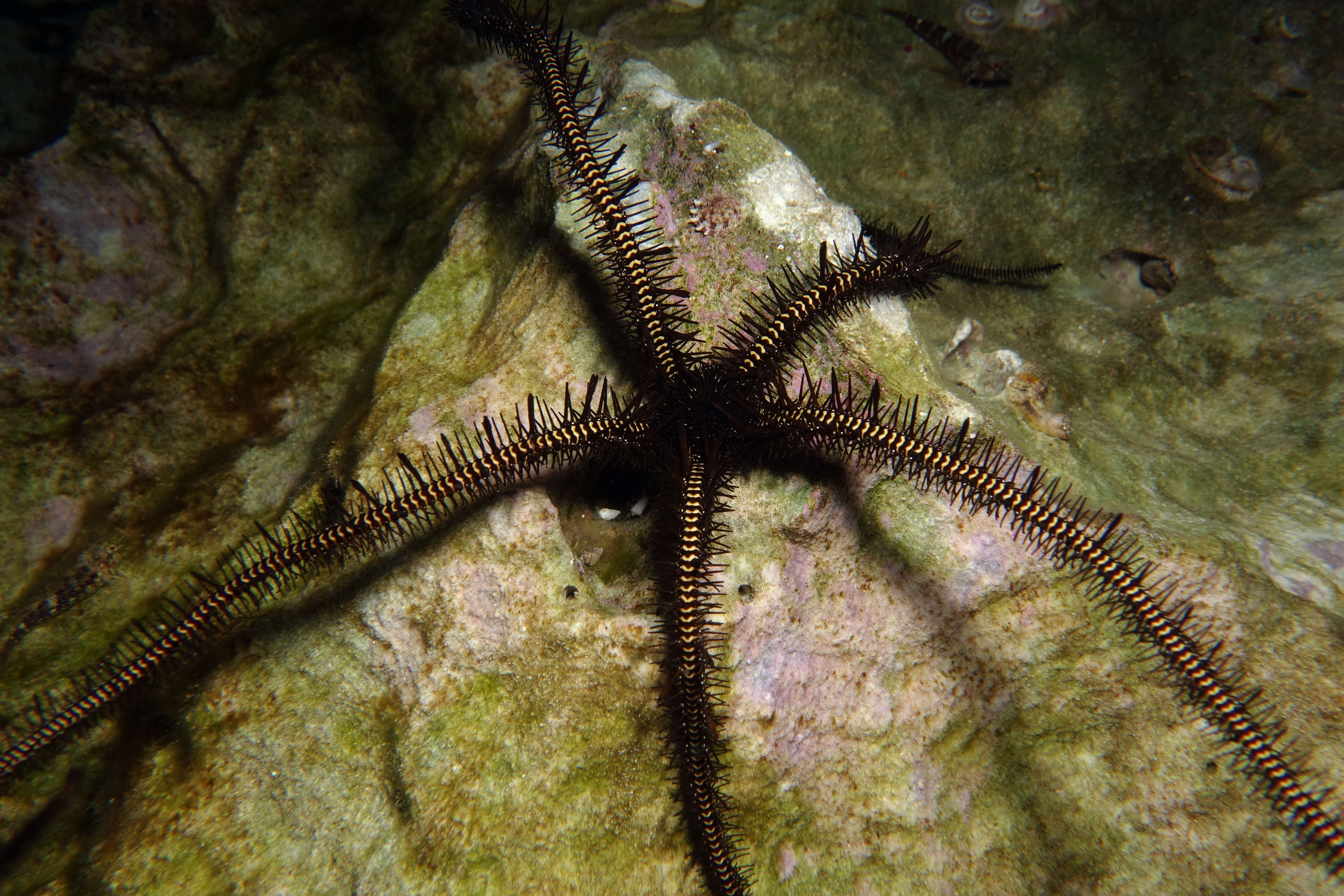 Image of Ophiacanthida O'Hara, Hugall, Thuy, Stöhr & Martynov 2017