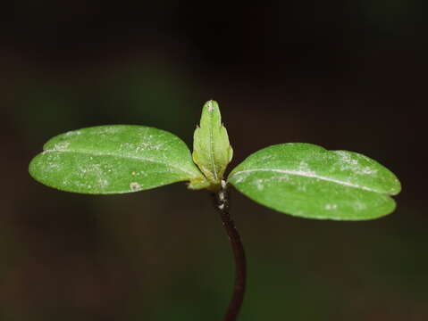 Impatiens parviflora DC. resmi