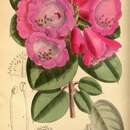 Image of Rhododendron callimorphum I. B. Balf. & W. W. Sm.