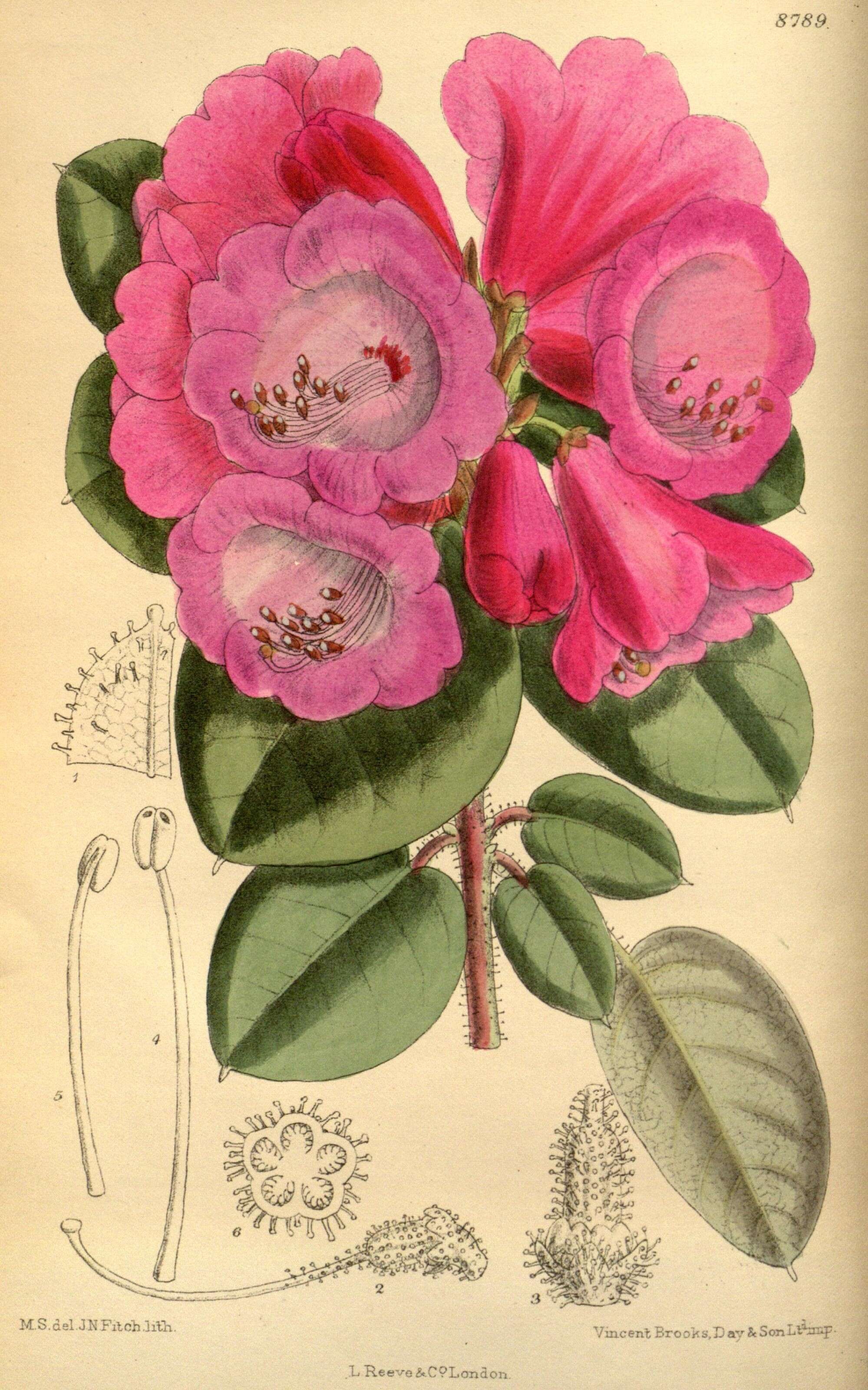 صورة Rhododendron callimorphum I. B. Balf. & W. W. Sm.