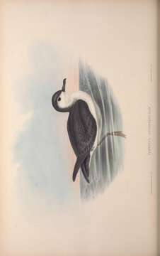 Puffinus assimilis Gould 1838的圖片