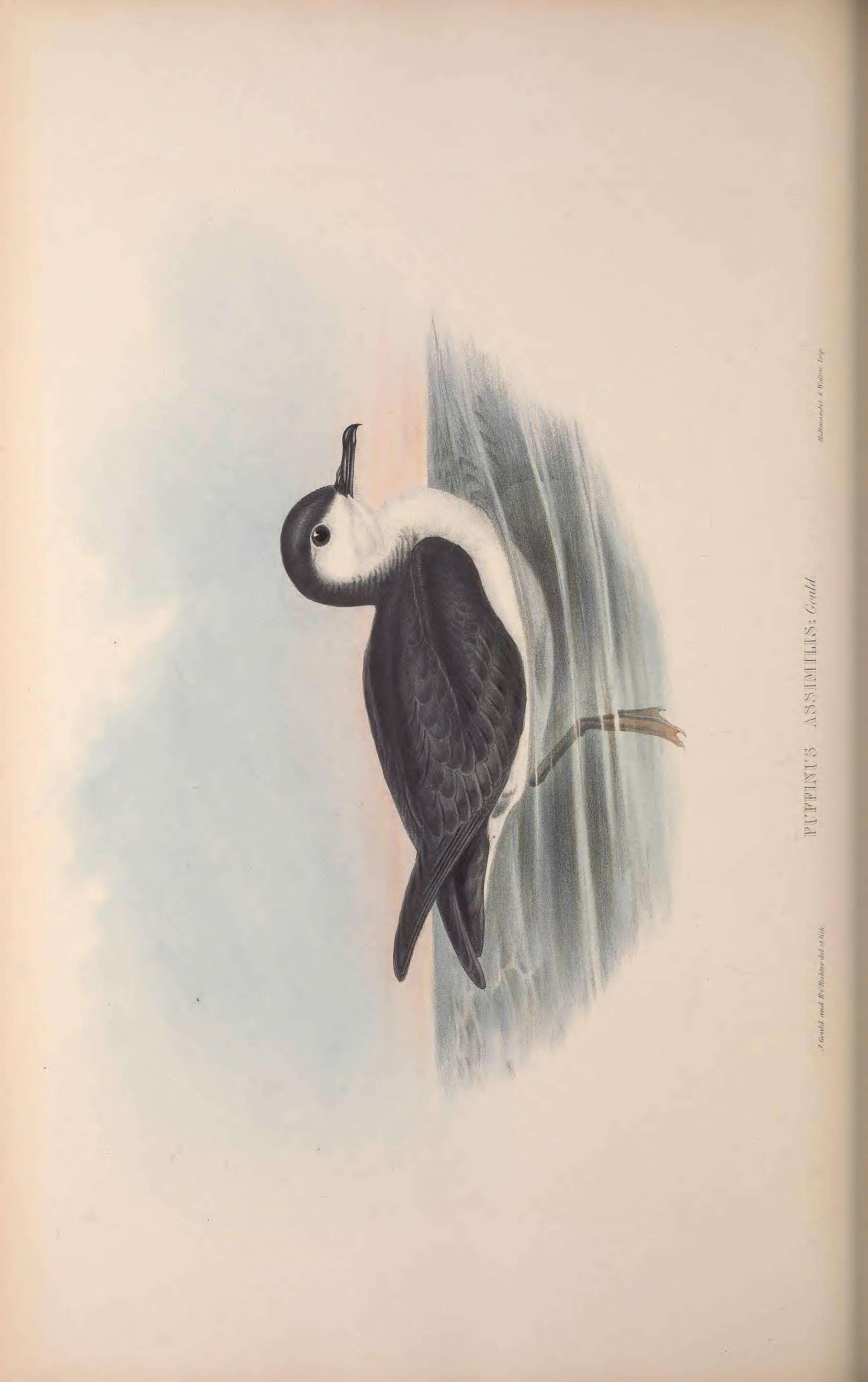 Image of Little Shearwater