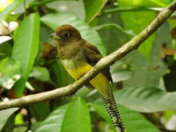 Image of Trogon Brisson 1760