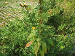 Image of evening primrose