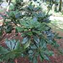 Pittosporum terminalioides Planch. ex A. Gray resmi