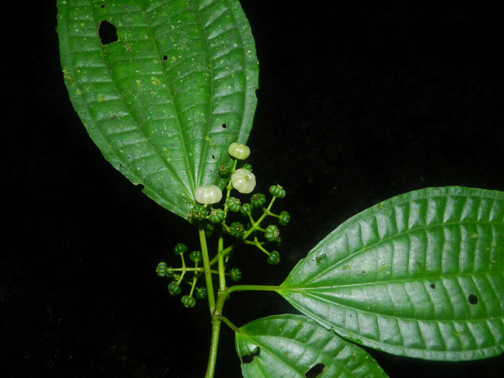 Image of Miconia neomicrantha W. S. Judd & J. D. Skean