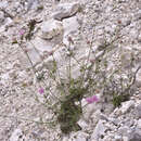 Sivun Lomelosia crenata subsp. crenata kuva