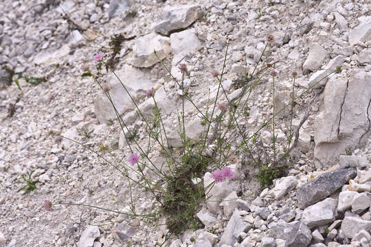 Image of Lomelosia crenata subsp. crenata