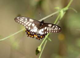 Image of Dainty Swallowtail