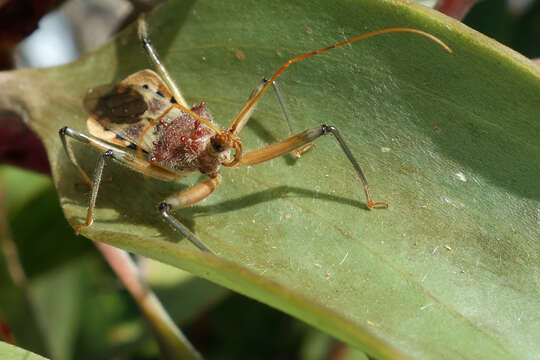 Image of Pristhesancus plagipennis Walker 1873