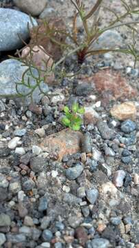 Image of desert pepperweed