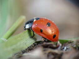 Image of lady beetles