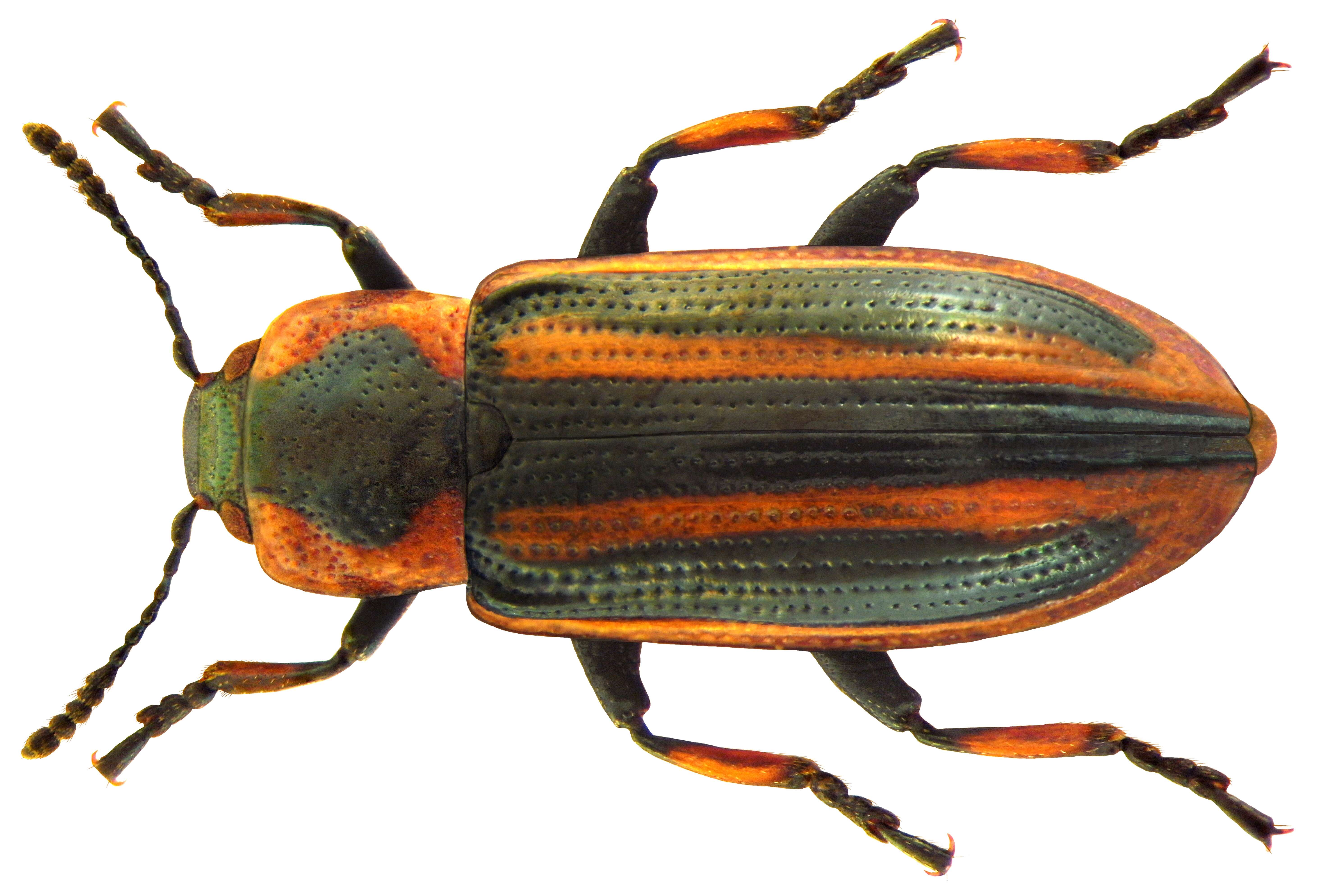 Image of Prasocuris (Prasocuris) phellandrii (Linnaeus 1758)