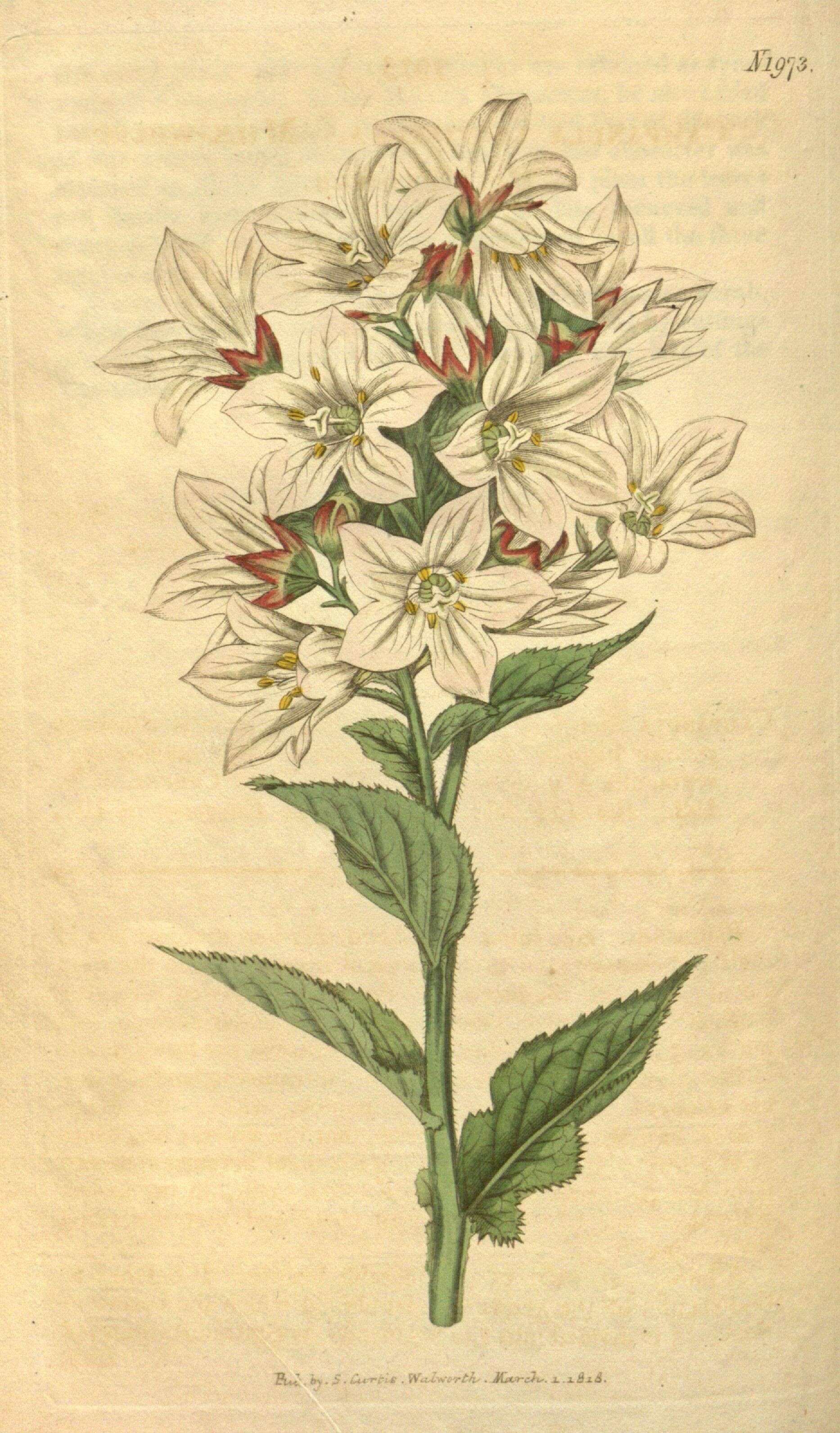 Image of milky bellflower