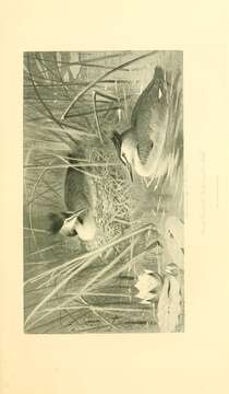 Image of Great Crested Grebe