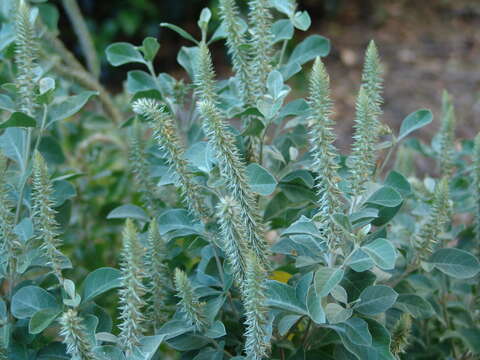 Image of Maui chaff flower