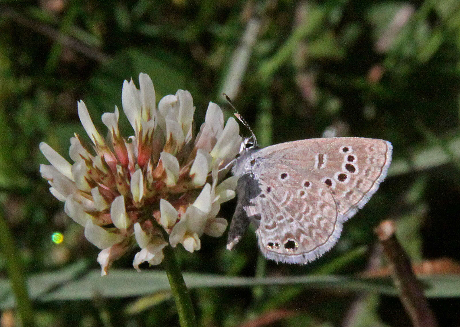 Image of Echinargus