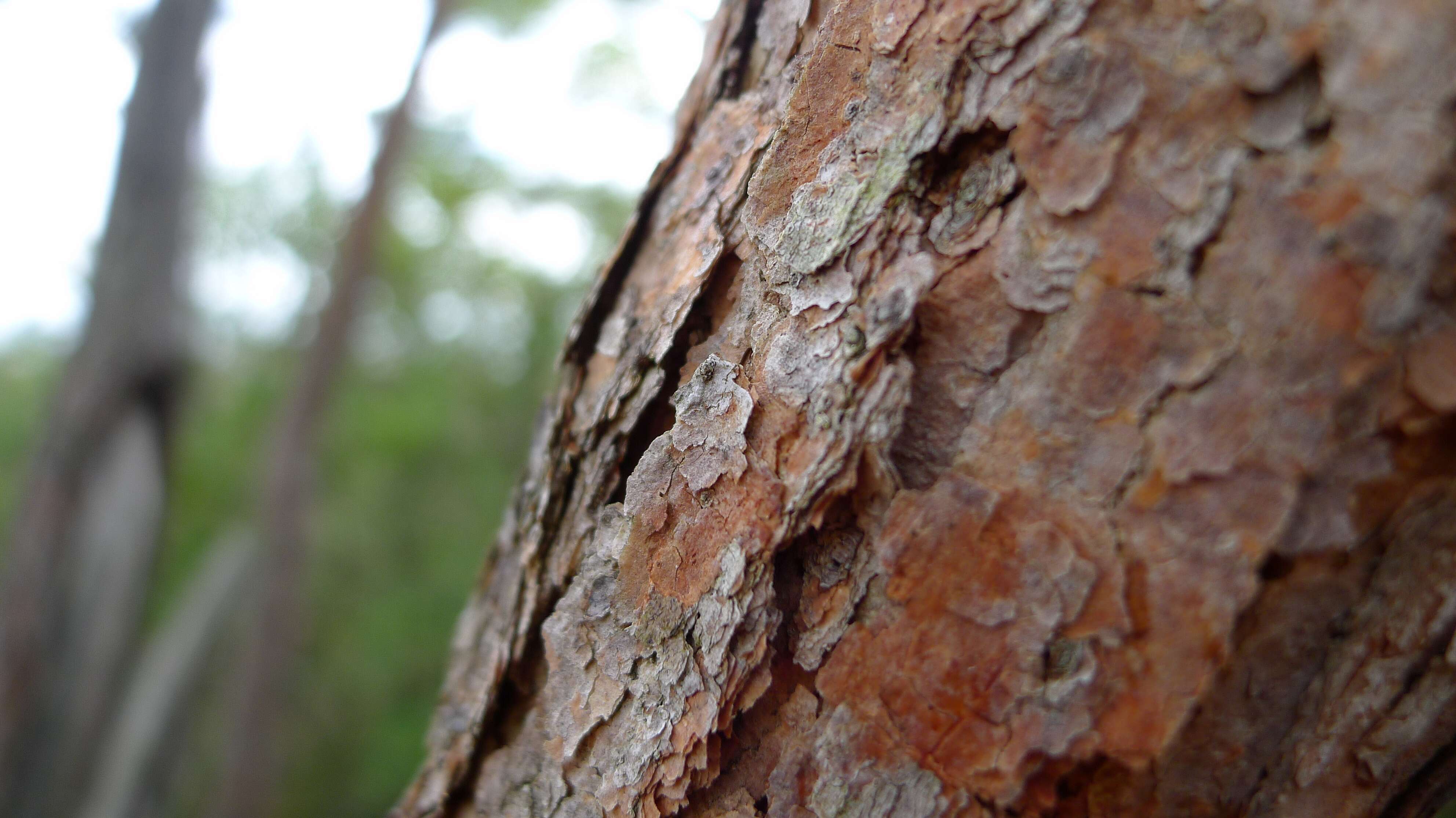 Imagem de Eucalyptus sieberi L. A. S. Johnson