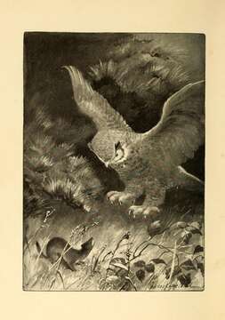 Image of Great Horned Owl