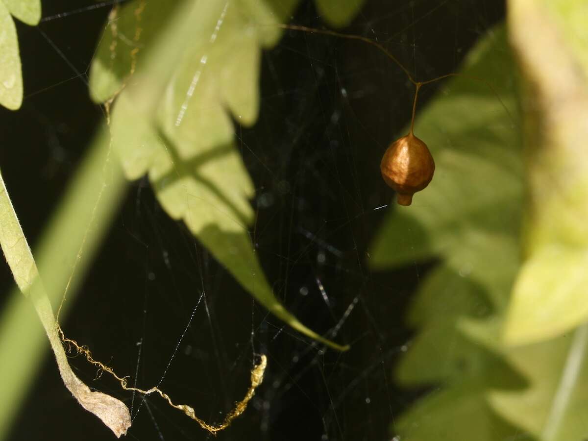 Image of Dewdrop Spiders