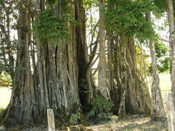 Image of Ficus zarzalensis Standl.