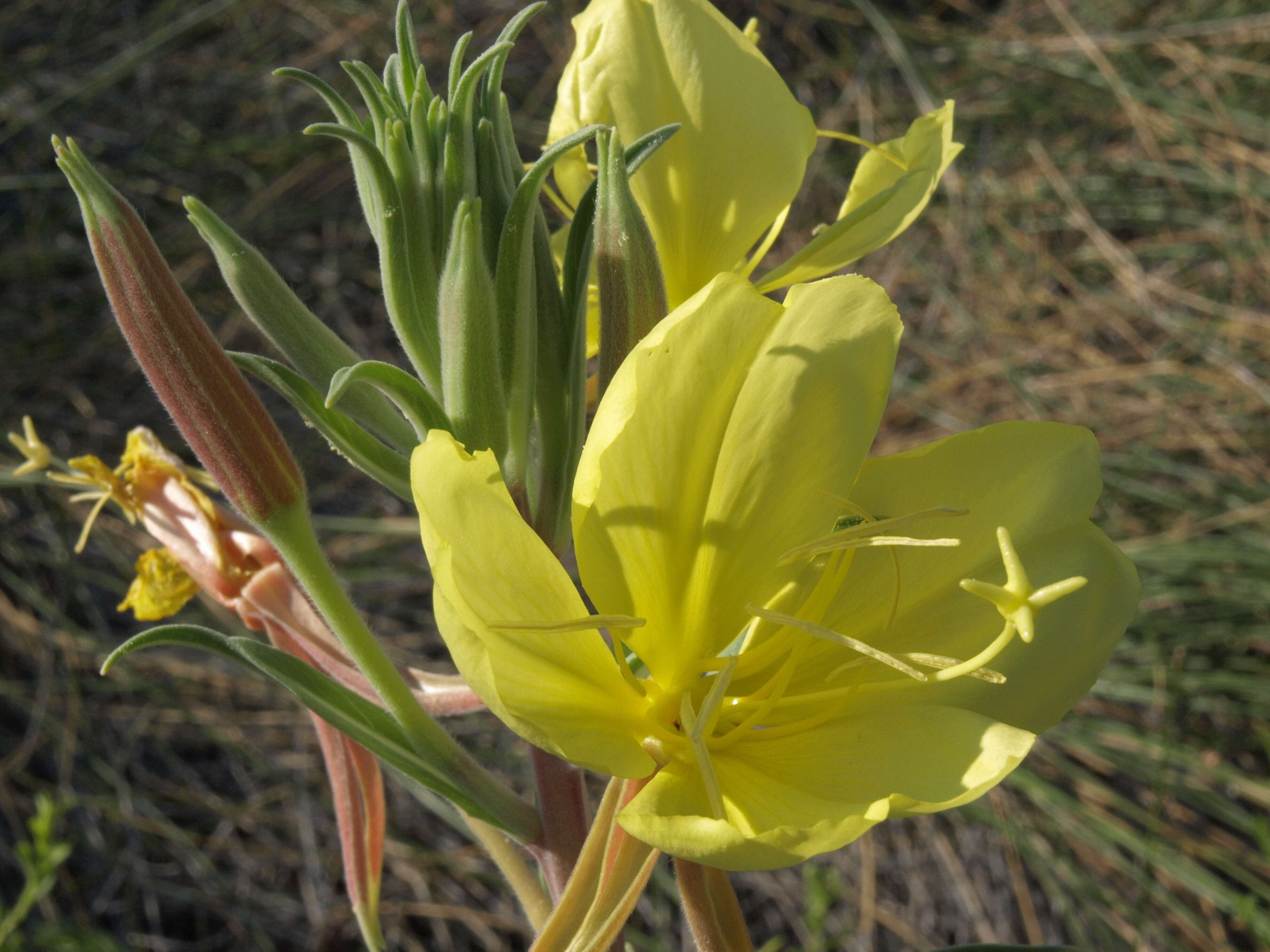 Imagem de Oenothera elata subsp. hirsutissima (A. Gray ex S. Wats.) W. Dietrich