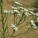 Imagem de Pseudognaphalium cabrerae (S. E. Freire) S. E. Freire, N. Bayón, C. M. Baeza, Giuliano & C. Monti