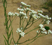 Pseudognaphalium cabrerae (S. E. Freire) S. E. Freire, N. Bayón, C. M. Baeza, Giuliano & C. Monti resmi