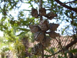 Image of Willow hakea