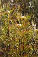 Image of cone flower