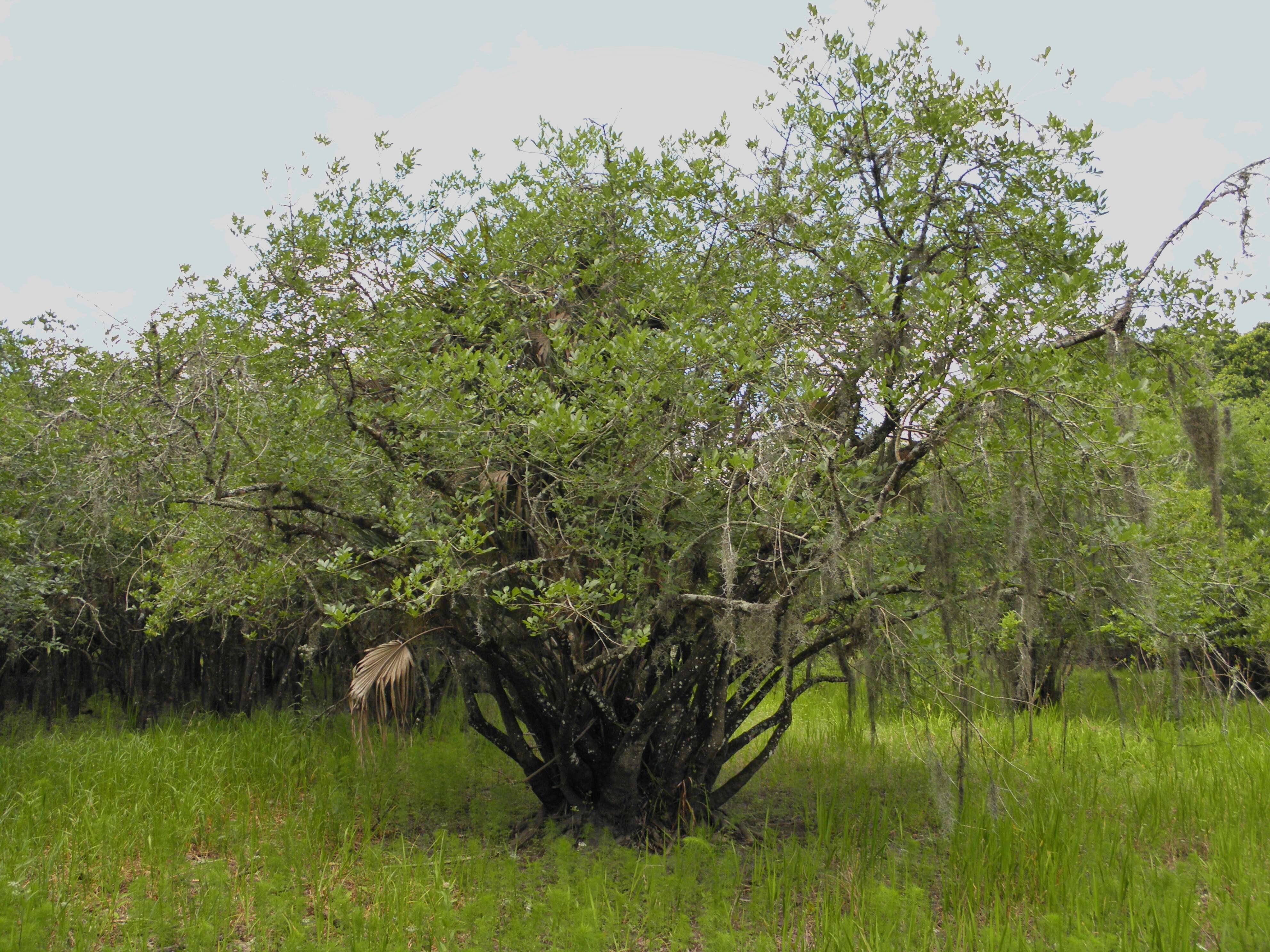 Image of Carolina ash