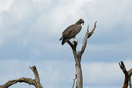 Image of Polemaetus Heine 1890