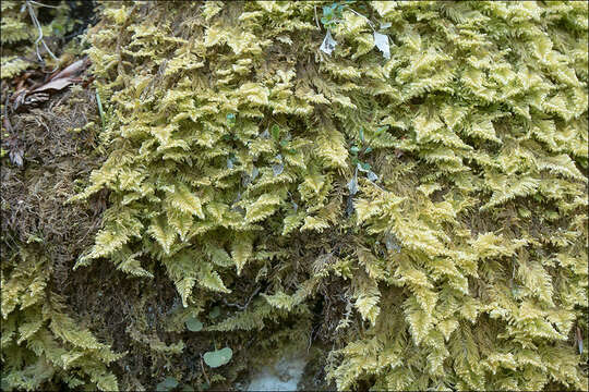 Image of ctenidium moss