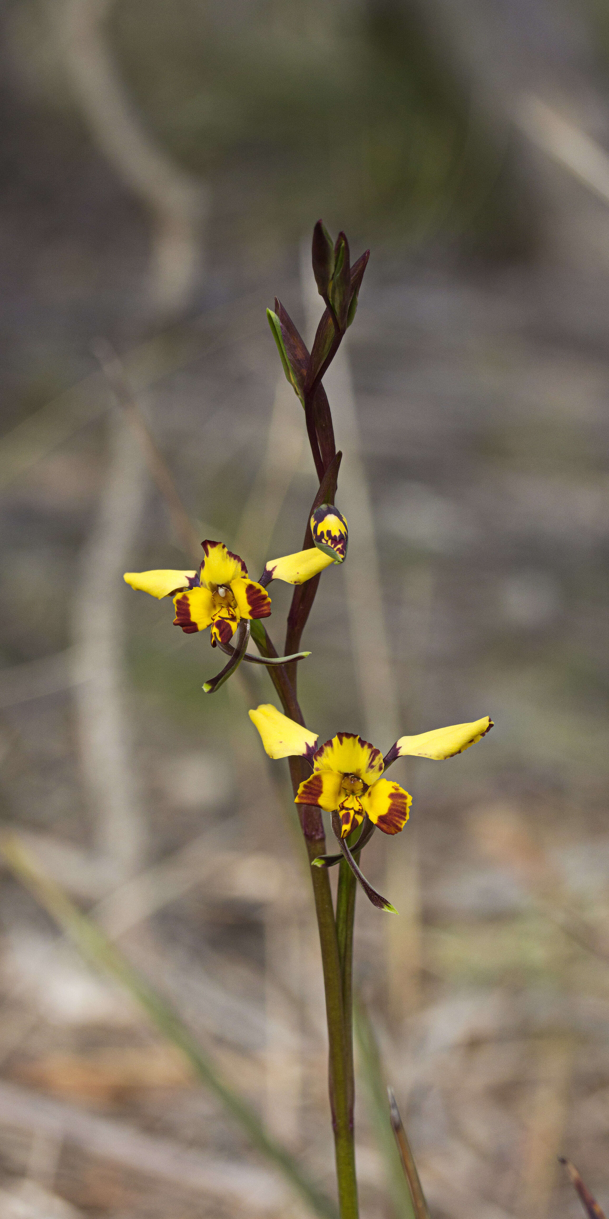 Image of Diuris