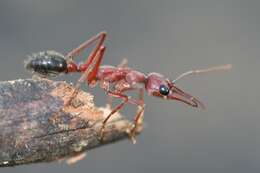 Image of Bull ants