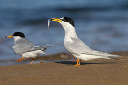 Image of Little Tern