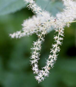 Image of bride's feathers