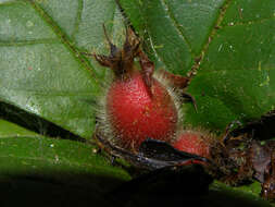 Image of Duroia costaricensis Standl.