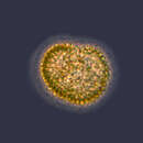 Microcystis flosaquae resmi
