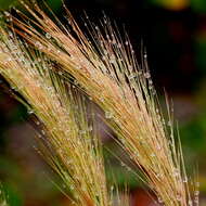 Image of bottlebrush threeawn